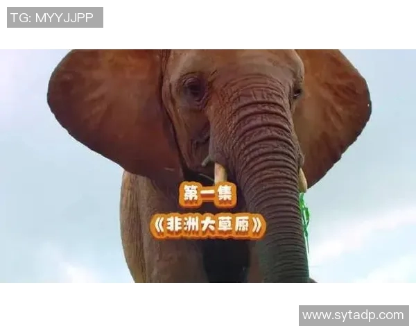 哈哈少儿频道带你探索奇妙世界与快乐成长的无限可能